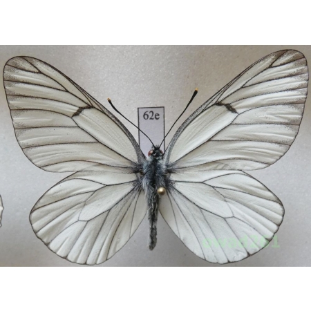 Aporia crataegi (Linnaeus, 1758) male Poland62e